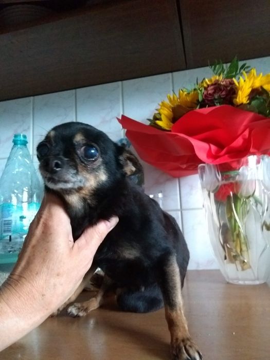 Pinczer Ratlerek prawdziwie miniaturowy