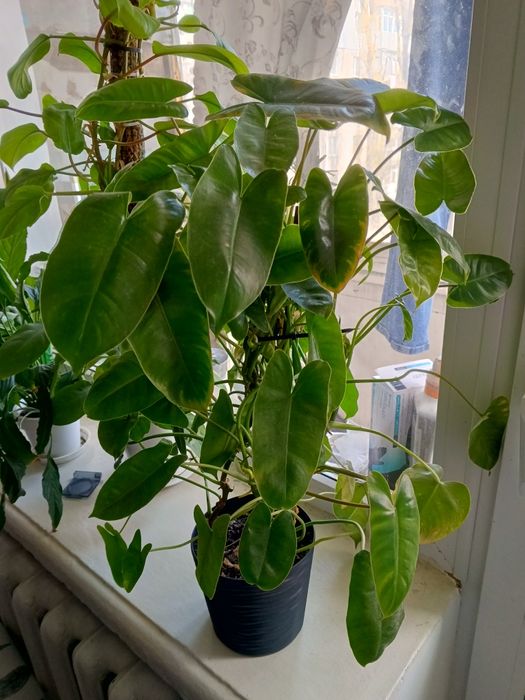 Філодендрон Бурле маск