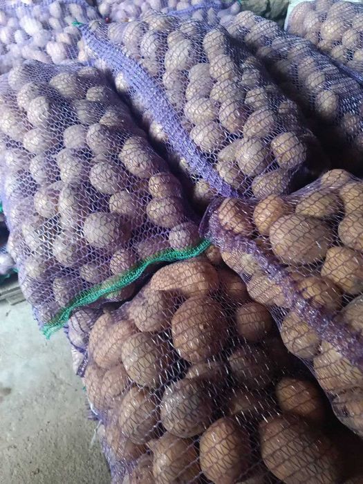 картопля домашня