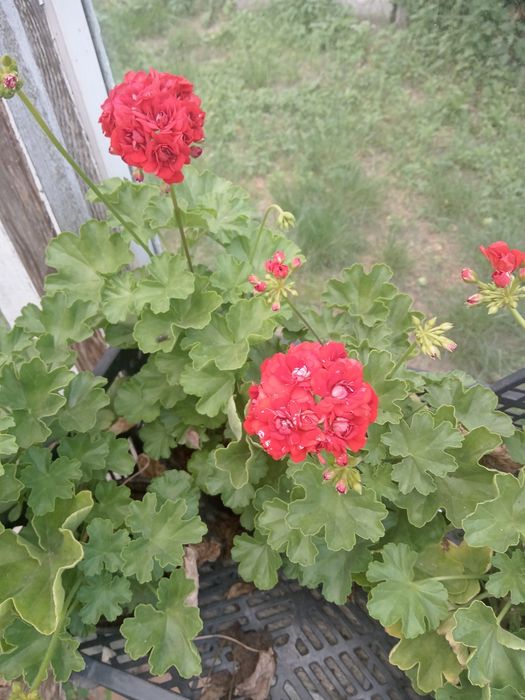 Pelargonia, różyczki