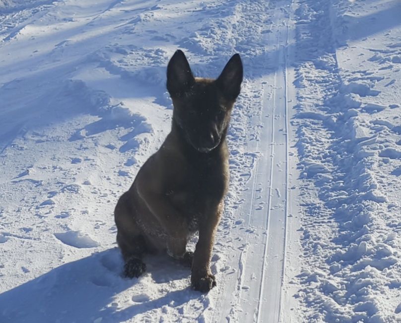 Малинуа. Бельгийская овчарка.