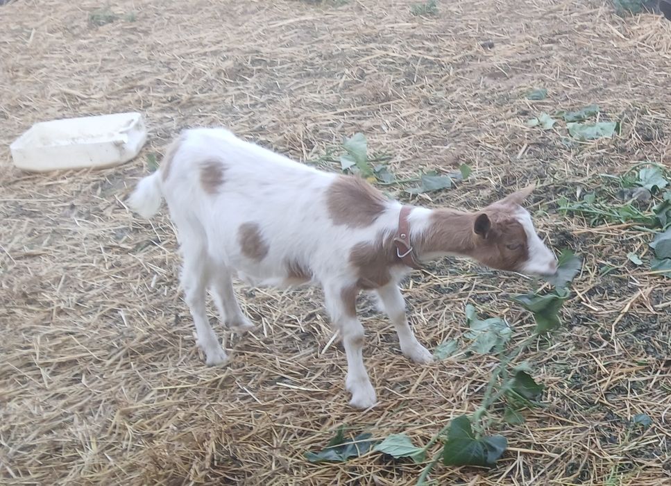 Casal de cabras para mudar de pasto