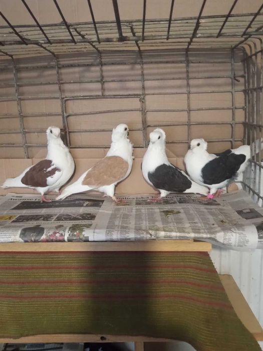 Mewka/Mewki: PARA i SAMIEC (160 zł/para, 70 zł/samiec)