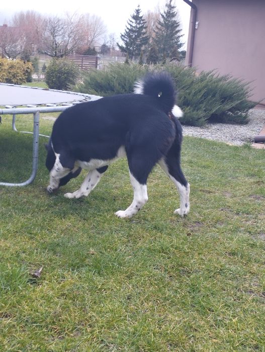 Akita amerykańska-dorosły pies