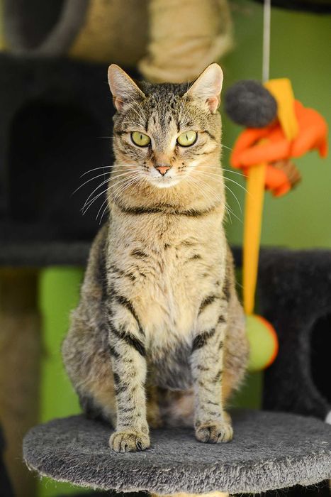 młoda kotka Jolie - preferowana adopcja w dwupaku z Arielką