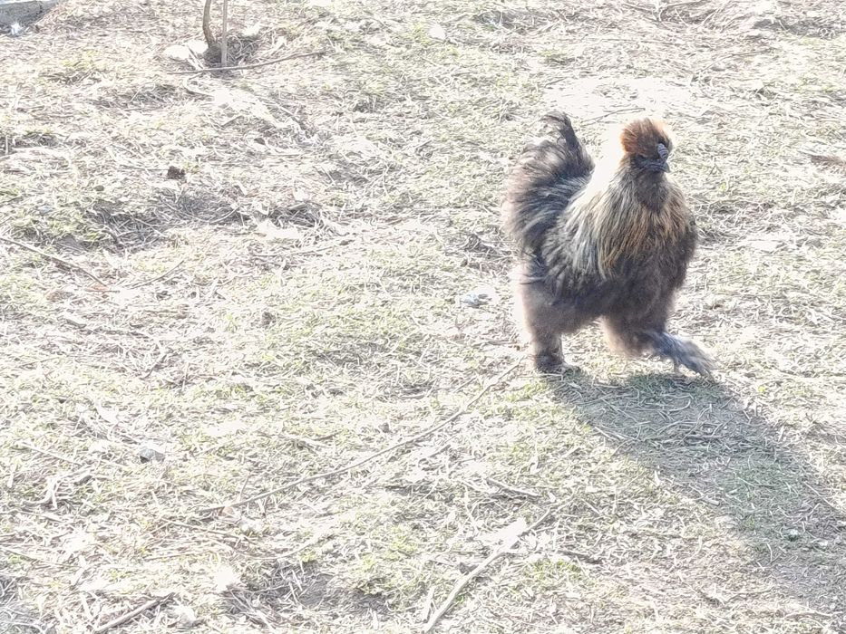 Kogut silki jurny