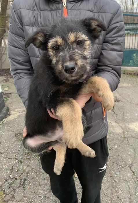 Цуценята в добрі ручки!