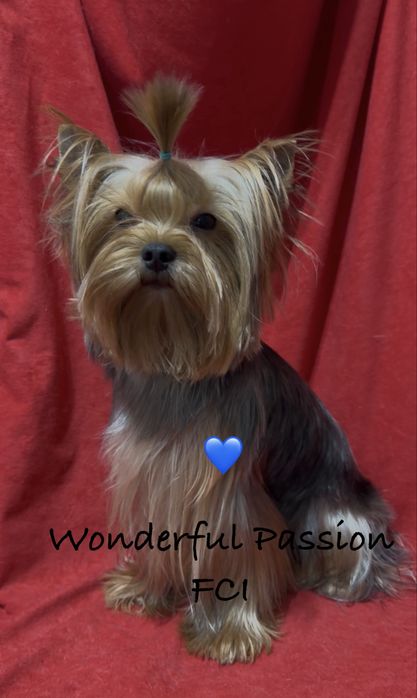York ZDROWY  piesek po Championie PL, yorkshire terrier, pies ZKwP,  FCI