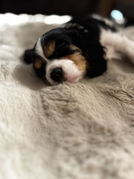 Cavalier king charles spaniel