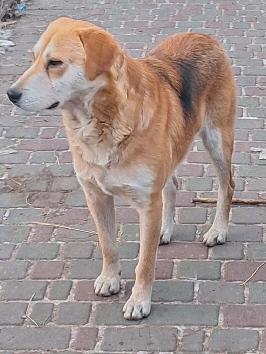 Гончак в добрі руки