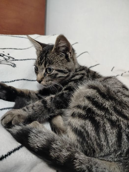 Котик, хлопчик, табі