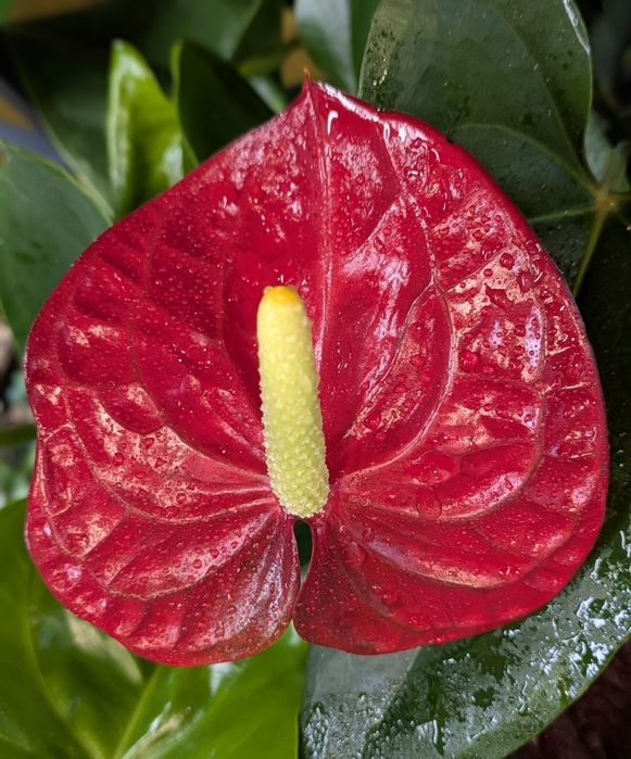 Антуріум Querida червоний з крупними квітами