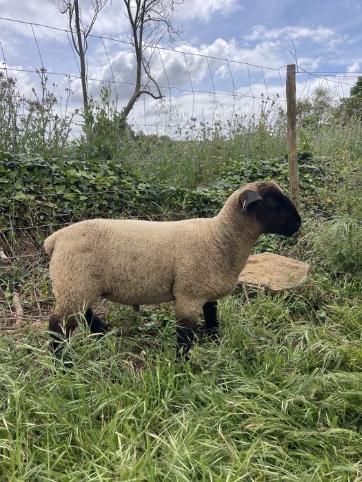 Borrego suffolk puro com certificado
