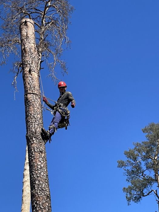 Видалення аварійних дерев, Спил частинами, Кронування, Зрізання дерев