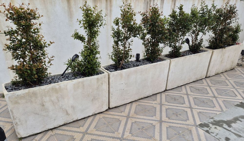 4 Floreiras em betao armado e plantas eugenias