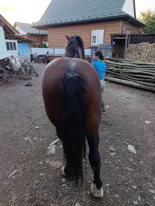 Продається жеребець
