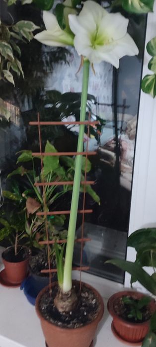 Гиппеаструм ,Амарилис,комнатные цветы,комнатное растение