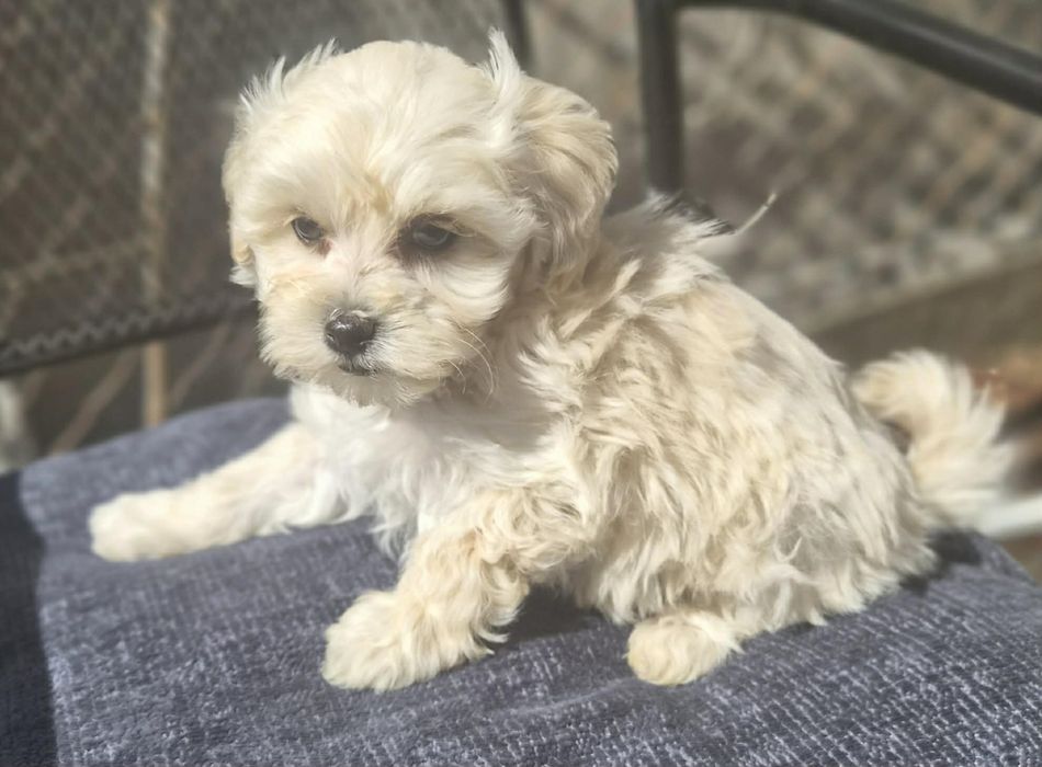 Maltipoo gotowe do odbioru