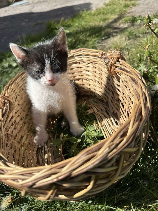 Віддам в добрі руки котиків