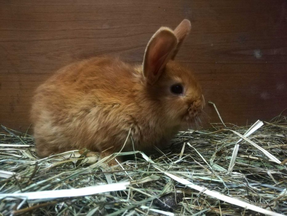 Sprzedam Młode Króliki mieszane