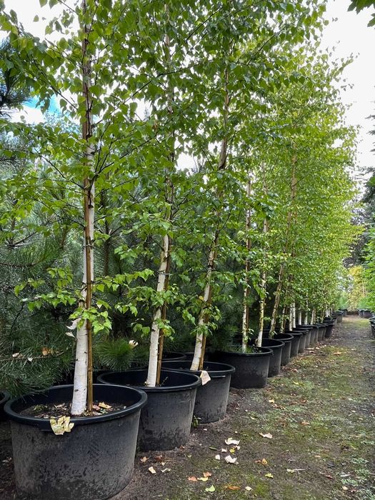 BRZOZA ZŁOTA 'GOLDBIRKE' WYS. 500-700 cm Donica 65L