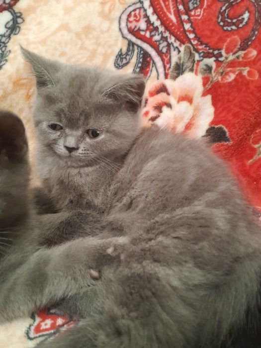 Продаються британськи кошенята