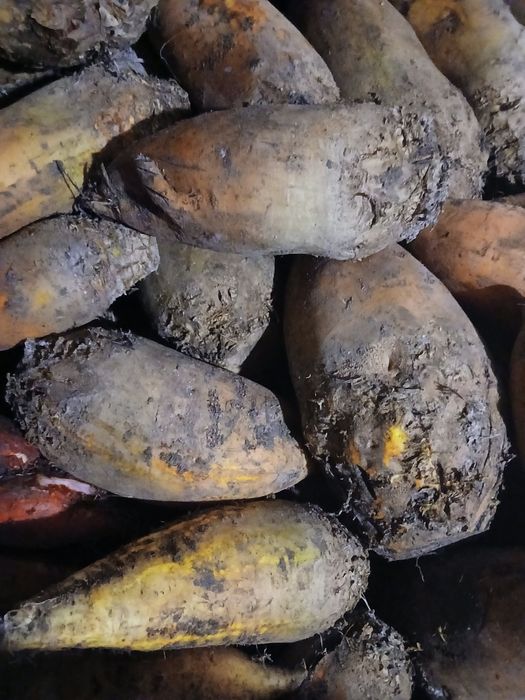 Буряки кормові тваринам