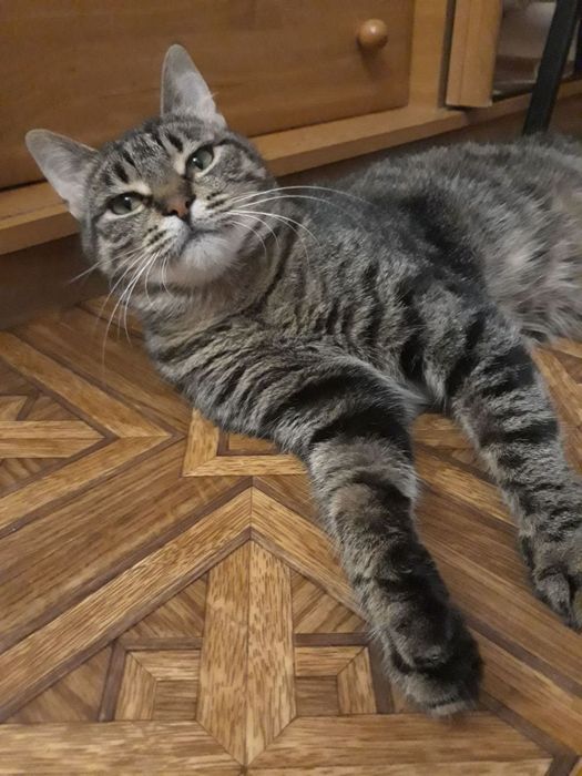 Красивая Рыся бесплатно