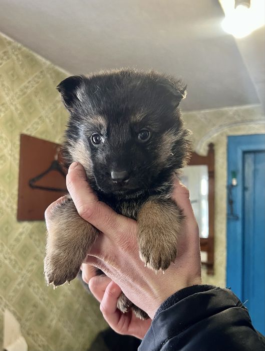 Продаються чистокровні цуценята німецької вівчарки