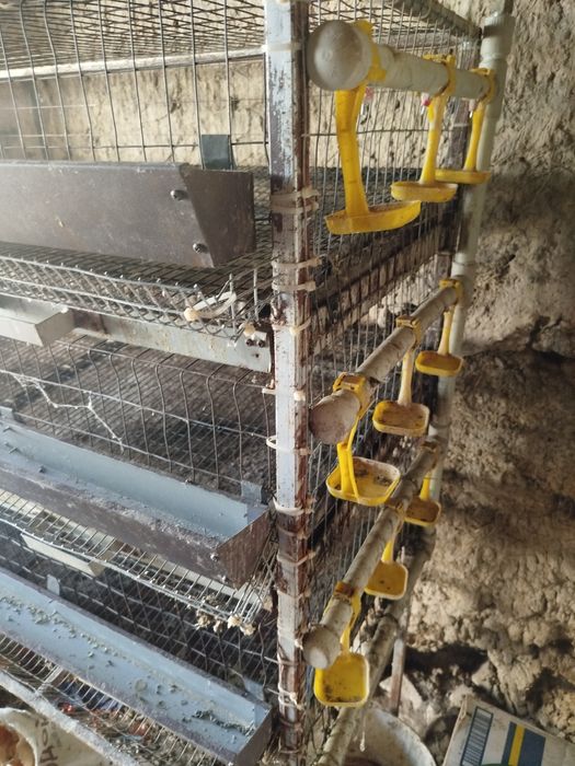 Продам брудер для перепілок