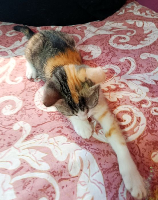 Kotka Figa  szuka chaty ! Do adopcji