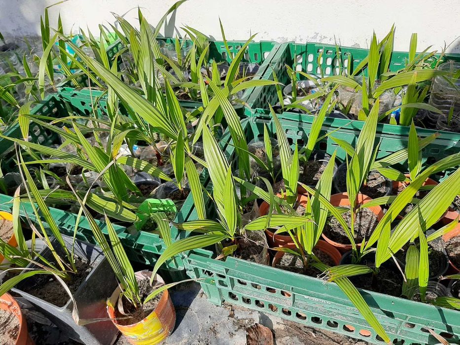 Palmeiras Washington Robusta (leque)