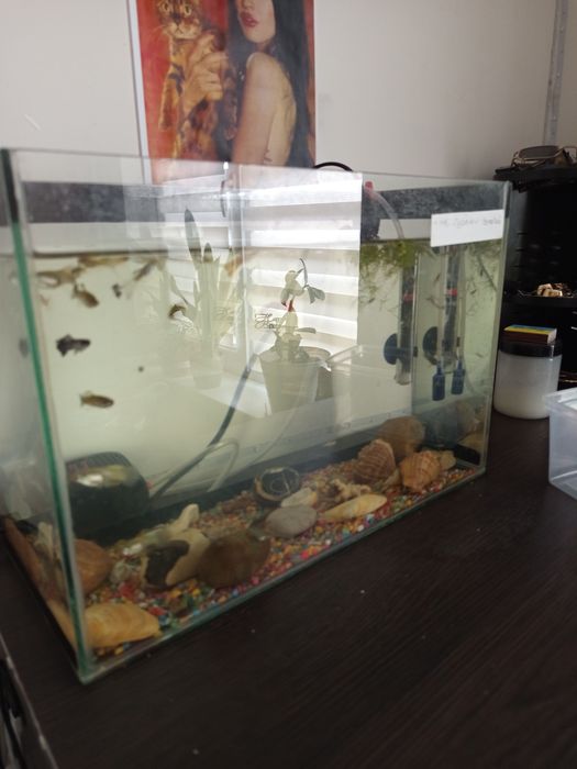 Рибки  даром  продаж акваріум