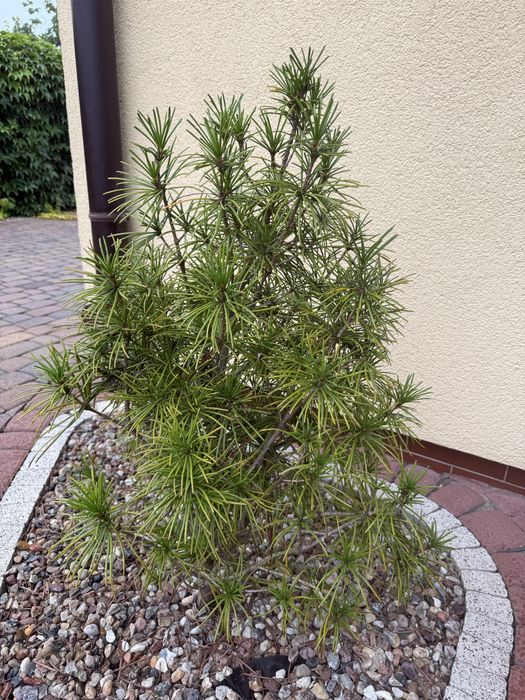Sosna sośnica japońska 80cm