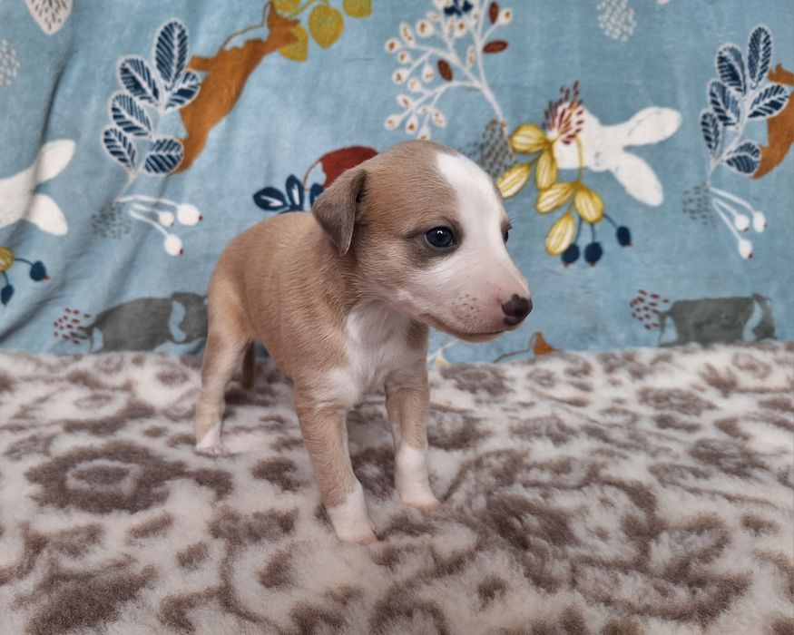 Whippet szczenię suczka