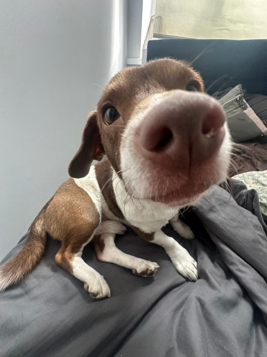 Samiec do adopcji za darmo