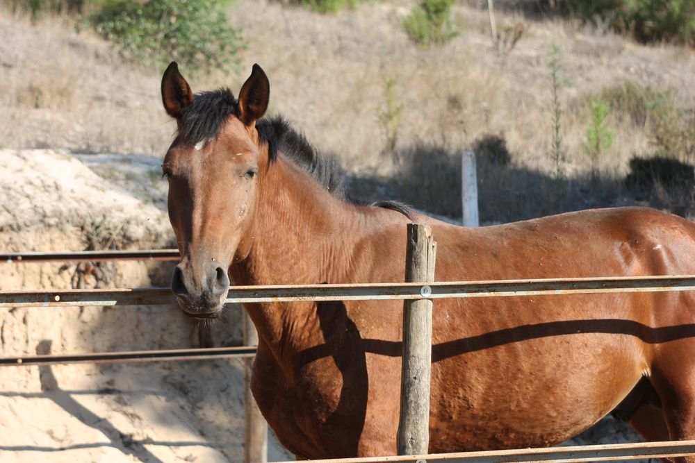 Desbasto de poldro poldras egua cavalos