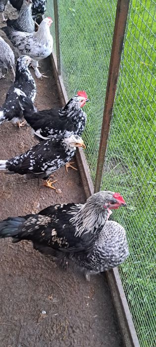 Kury koguty leghorn exchequer, marans