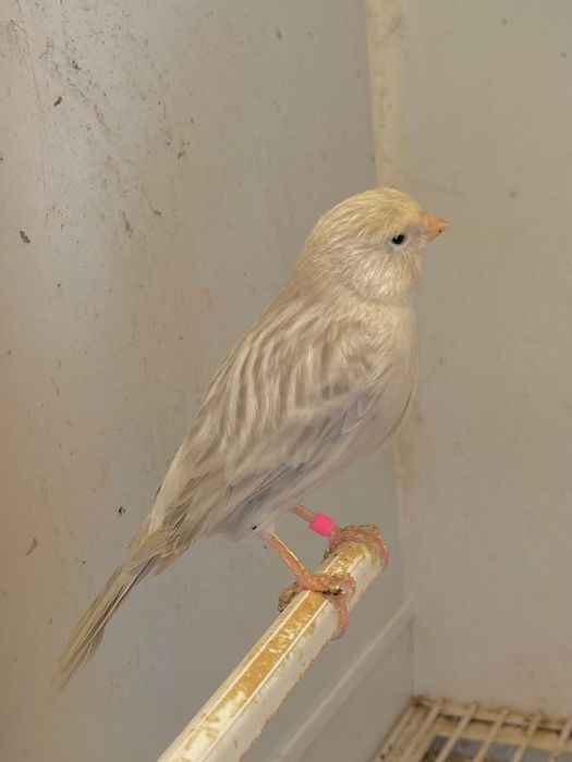 Vários Casais Canários