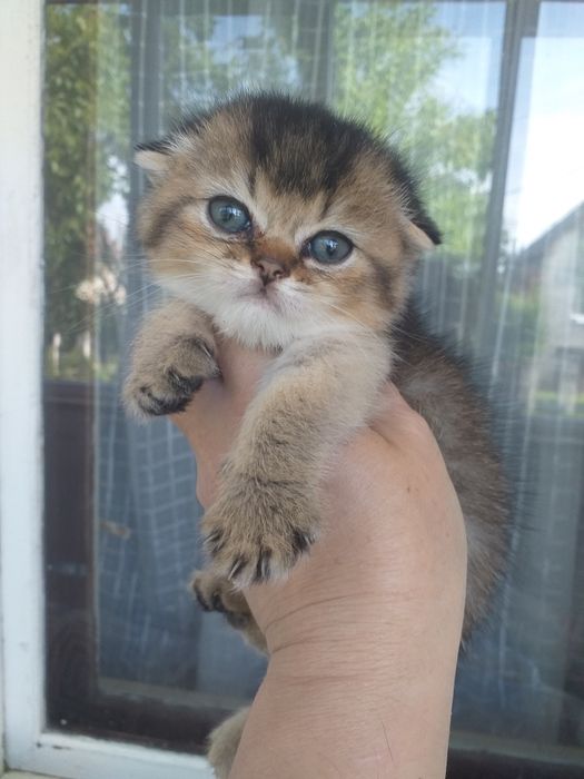 Неймовірні кошенятка