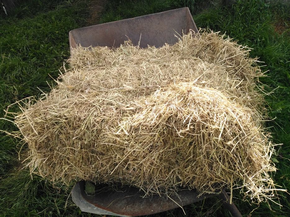 Siano w kostce z tego roku