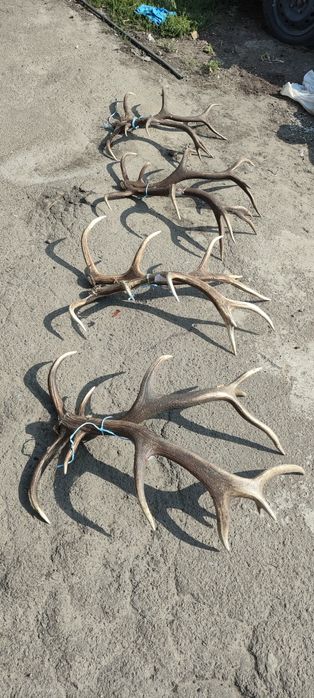 Рогі ,рога Оленя