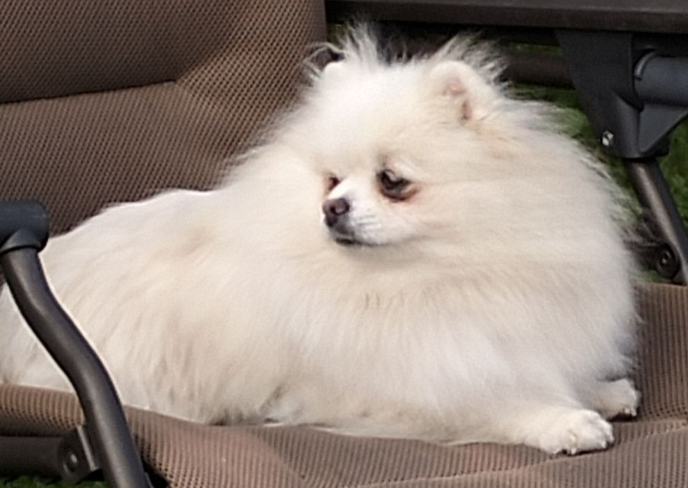 Szpic miniaturowy. Pomeranian. Piesek.