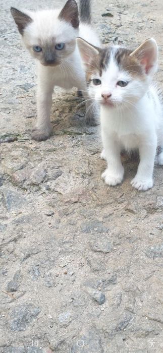 котята безкоштовно