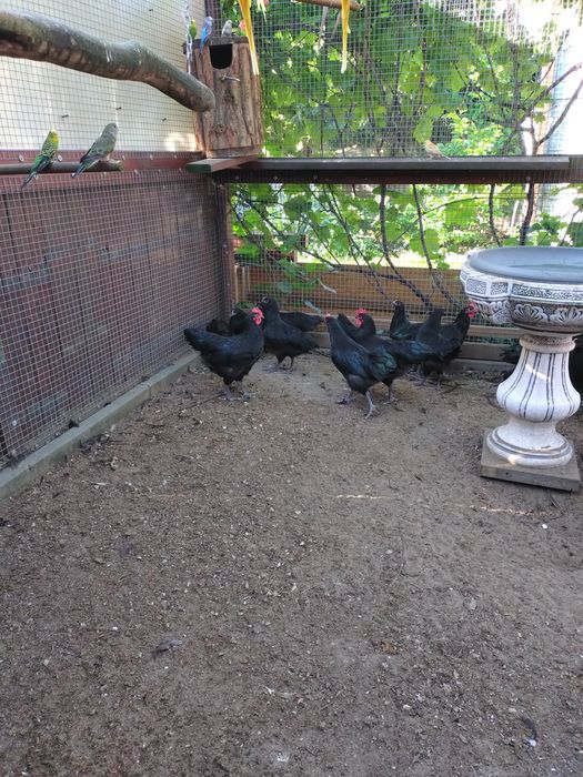 Sprzedam koguty AUSTRALORP