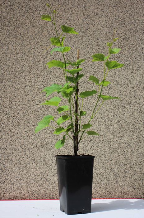 Winorośl sadzonka dwuletnia odmiana Heridan