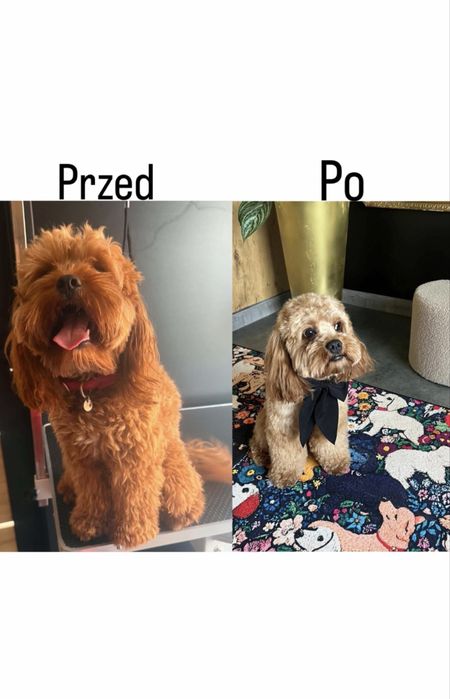 Psi fryzjer / Salon groomerski – pielęgnacja psów | MODELE | Wejherowo