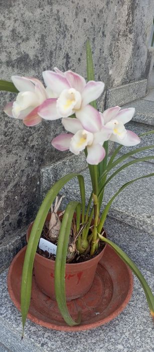 Vendo Orquidea Rosa