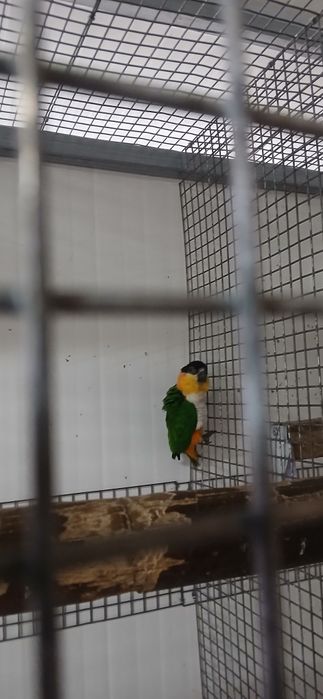 Casal Marianinhas Cabeça Preta  de 2022