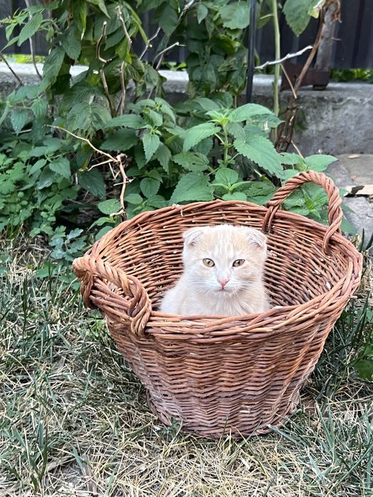 Котики , 3 місяці